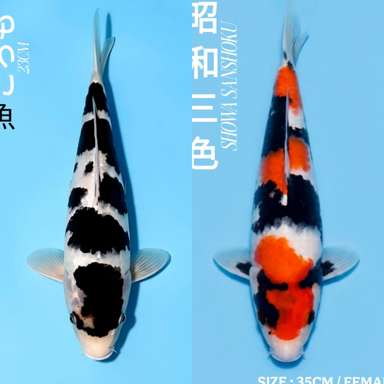 Lelang Koi Online, Jual Beli Ikan Koi, Pasar Koi Terbaik, Agen Lelang Koi, Penawaran Koi Berkualitas, Harga Jual Koi, Lelang Ikan Koi Import, Beli Koi Online, Jual Koi Murah, Koi Showroom, Penjual Koi Terpercaya, Lelang Koi Jakarta, Jual Koi Lokal, Koi Kualitas Unggul, Harga Terbaik Koi, Jual Koi Indukan, Lelang Ikan Hias Koi, Pasar Koi Indonesia, Beli Koi Berkualitas Tinggi, Koi Farm Terbesar, Jual Beli Koi Impor, Lelang Ikan Koi Kualitas Premium, Daftar Harga Koi Terbaru, Pusat Jual Beli Koi, Info Lelang Koi Hari Ini.