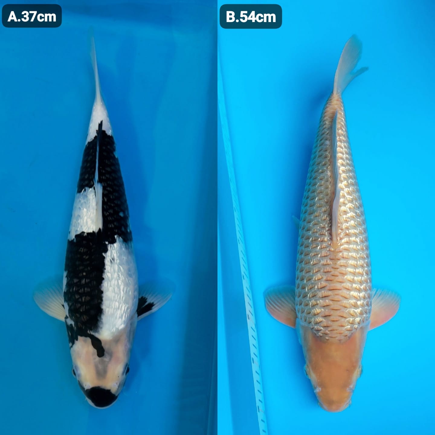 Lelang Koi Online, Jual Beli Ikan Koi, Pasar Koi Terbaik, Agen Lelang Koi, Penawaran Koi Berkualitas, Harga Jual Koi, Lelang Ikan Koi Import, Beli Koi Online, Jual Koi Murah, Koi Showroom, Penjual Koi Terpercaya, Lelang Koi Jakarta, Jual Koi Lokal, Koi Kualitas Unggul, Harga Terbaik Koi, Jual Koi Indukan, Lelang Ikan Hias Koi, Pasar Koi Indonesia, Beli Koi Berkualitas Tinggi, Koi Farm Terbesar, Jual Beli Koi Impor, Lelang Ikan Koi Kualitas Premium, Daftar Harga Koi Terbaru, Pusat Jual Beli Koi, Info Lelang Koi Hari Ini.