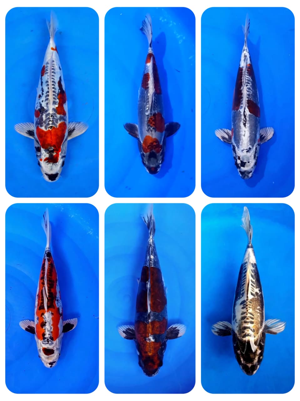 Lelang Koi Online, Jual Beli Ikan Koi, Pasar Koi Terbaik, Agen Lelang Koi, Penawaran Koi Berkualitas, Harga Jual Koi, Lelang Ikan Koi Import, Beli Koi Online, Jual Koi Murah, Koi Showroom, Penjual Koi Terpercaya, Lelang Koi Jakarta, Jual Koi Lokal, Koi Kualitas Unggul, Harga Terbaik Koi, Jual Koi Indukan, Lelang Ikan Hias Koi, Pasar Koi Indonesia, Beli Koi Berkualitas Tinggi, Koi Farm Terbesar, Jual Beli Koi Impor, Lelang Ikan Koi Kualitas Premium, Daftar Harga Koi Terbaru, Pusat Jual Beli Koi, Info Lelang Koi Hari Ini.