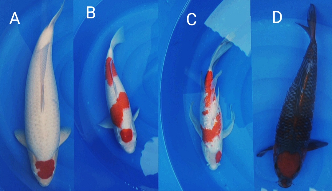Lelang Koi Online, Jual Beli Ikan Koi, Pasar Koi Terbaik, Agen Lelang Koi, Penawaran Koi Berkualitas, Harga Jual Koi, Lelang Ikan Koi Import, Beli Koi Online, Jual Koi Murah, Koi Showroom, Penjual Koi Terpercaya, Lelang Koi Jakarta, Jual Koi Lokal, Koi Kualitas Unggul, Harga Terbaik Koi, Jual Koi Indukan, Lelang Ikan Hias Koi, Pasar Koi Indonesia, Beli Koi Berkualitas Tinggi, Koi Farm Terbesar, Jual Beli Koi Impor, Lelang Ikan Koi Kualitas Premium, Daftar Harga Koi Terbaru, Pusat Jual Beli Koi, Info Lelang Koi Hari Ini.