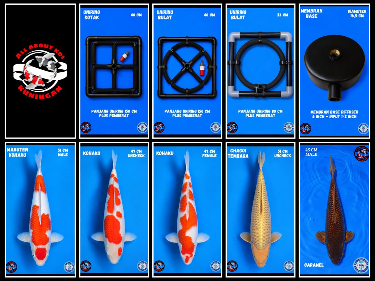 Lelang Koi Online, Jual Beli Ikan Koi, Pasar Koi Terbaik, Agen Lelang Koi, Penawaran Koi Berkualitas, Harga Jual Koi, Lelang Ikan Koi Import, Beli Koi Online, Jual Koi Murah, Koi Showroom, Penjual Koi Terpercaya, Lelang Koi Jakarta, Jual Koi Lokal, Koi Kualitas Unggul, Harga Terbaik Koi, Jual Koi Indukan, Lelang Ikan Hias Koi, Pasar Koi Indonesia, Beli Koi Berkualitas Tinggi, Koi Farm Terbesar, Jual Beli Koi Impor, Lelang Ikan Koi Kualitas Premium, Daftar Harga Koi Terbaru, Pusat Jual Beli Koi, Info Lelang Koi Hari Ini.