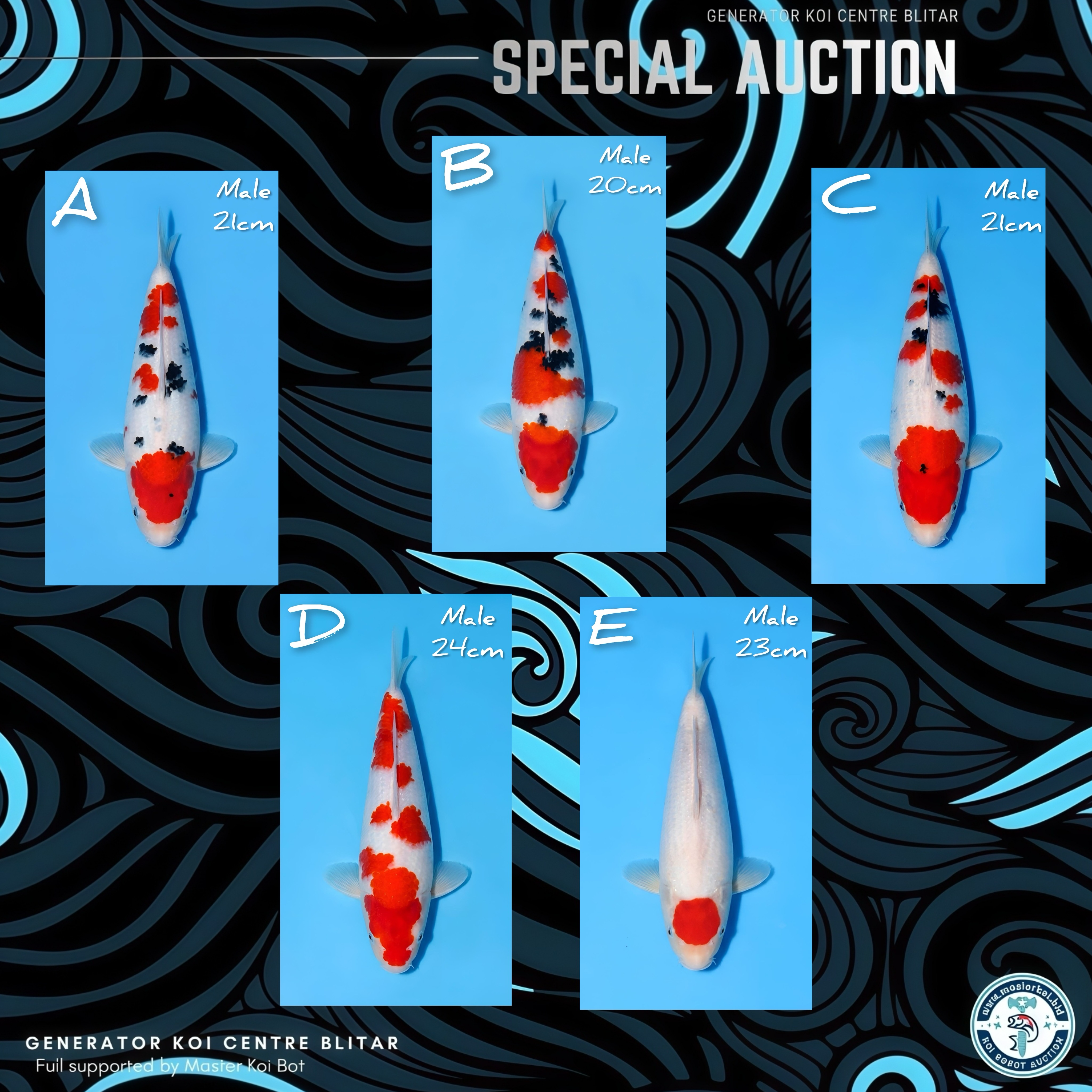 Lelang Koi Online, Jual Beli Ikan Koi, Pasar Koi Terbaik, Agen Lelang Koi, Penawaran Koi Berkualitas, Harga Jual Koi, Lelang Ikan Koi Import, Beli Koi Online, Jual Koi Murah, Koi Showroom, Penjual Koi Terpercaya, Lelang Koi Jakarta, Jual Koi Lokal, Koi Kualitas Unggul, Harga Terbaik Koi, Jual Koi Indukan, Lelang Ikan Hias Koi, Pasar Koi Indonesia, Beli Koi Berkualitas Tinggi, Koi Farm Terbesar, Jual Beli Koi Impor, Lelang Ikan Koi Kualitas Premium, Daftar Harga Koi Terbaru, Pusat Jual Beli Koi, Info Lelang Koi Hari Ini.