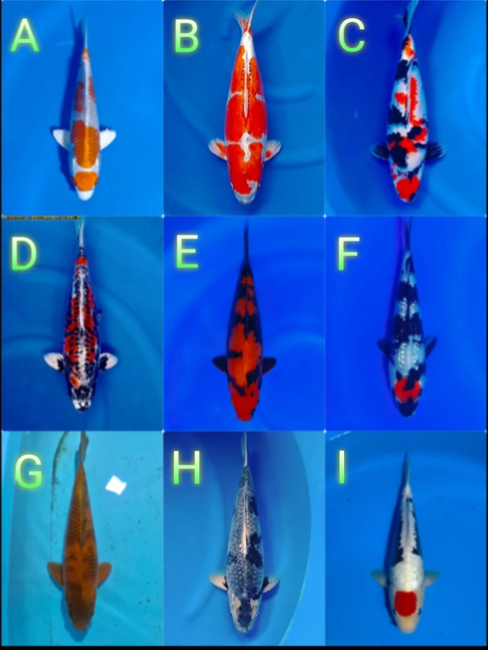 Lelang Koi Online, Jual Beli Ikan Koi, Pasar Koi Terbaik, Agen Lelang Koi, Penawaran Koi Berkualitas, Harga Jual Koi, Lelang Ikan Koi Import, Beli Koi Online, Jual Koi Murah, Koi Showroom, Penjual Koi Terpercaya, Lelang Koi Jakarta, Jual Koi Lokal, Koi Kualitas Unggul, Harga Terbaik Koi, Jual Koi Indukan, Lelang Ikan Hias Koi, Pasar Koi Indonesia, Beli Koi Berkualitas Tinggi, Koi Farm Terbesar, Jual Beli Koi Impor, Lelang Ikan Koi Kualitas Premium, Daftar Harga Koi Terbaru, Pusat Jual Beli Koi, Info Lelang Koi Hari Ini.