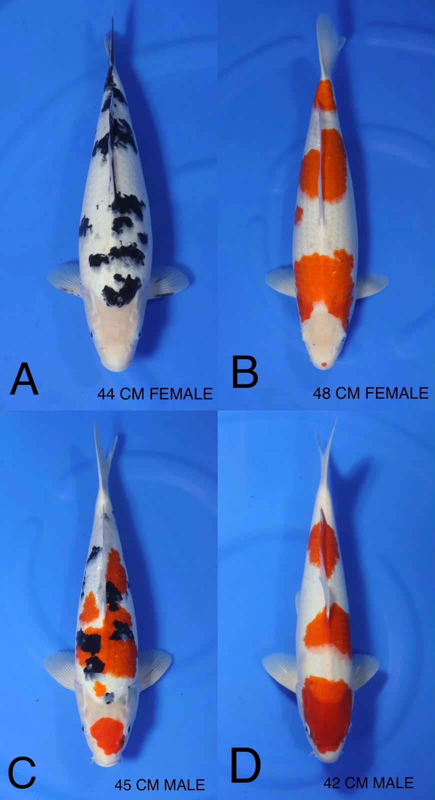 Lelang Koi Online, Jual Beli Ikan Koi, Pasar Koi Terbaik, Agen Lelang Koi, Penawaran Koi Berkualitas, Harga Jual Koi, Lelang Ikan Koi Import, Beli Koi Online, Jual Koi Murah, Koi Showroom, Penjual Koi Terpercaya, Lelang Koi Jakarta, Jual Koi Lokal, Koi Kualitas Unggul, Harga Terbaik Koi, Jual Koi Indukan, Lelang Ikan Hias Koi, Pasar Koi Indonesia, Beli Koi Berkualitas Tinggi, Koi Farm Terbesar, Jual Beli Koi Impor, Lelang Ikan Koi Kualitas Premium, Daftar Harga Koi Terbaru, Pusat Jual Beli Koi, Info Lelang Koi Hari Ini.
