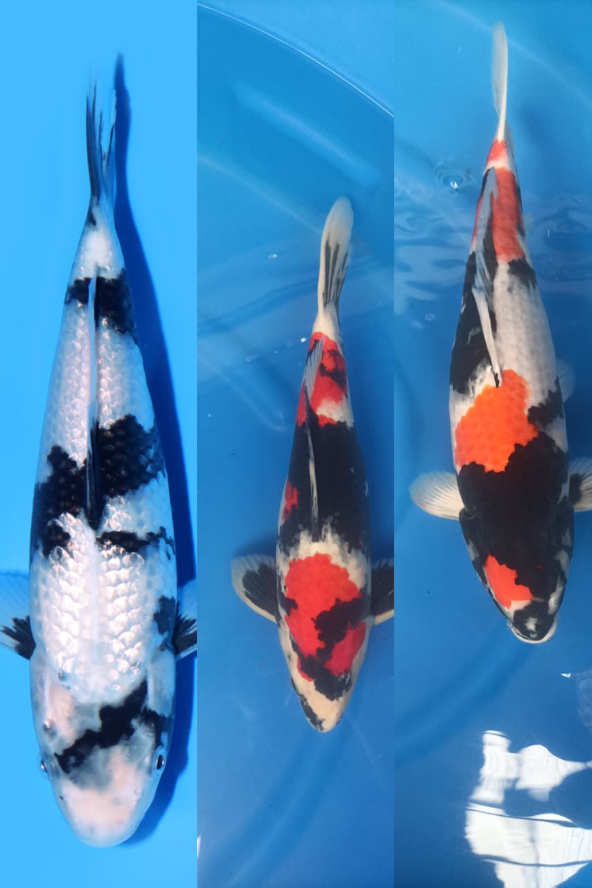 Lelang Koi Online, Jual Beli Ikan Koi, Pasar Koi Terbaik, Agen Lelang Koi, Penawaran Koi Berkualitas, Harga Jual Koi, Lelang Ikan Koi Import, Beli Koi Online, Jual Koi Murah, Koi Showroom, Penjual Koi Terpercaya, Lelang Koi Jakarta, Jual Koi Lokal, Koi Kualitas Unggul, Harga Terbaik Koi, Jual Koi Indukan, Lelang Ikan Hias Koi, Pasar Koi Indonesia, Beli Koi Berkualitas Tinggi, Koi Farm Terbesar, Jual Beli Koi Impor, Lelang Ikan Koi Kualitas Premium, Daftar Harga Koi Terbaru, Pusat Jual Beli Koi, Info Lelang Koi Hari Ini.