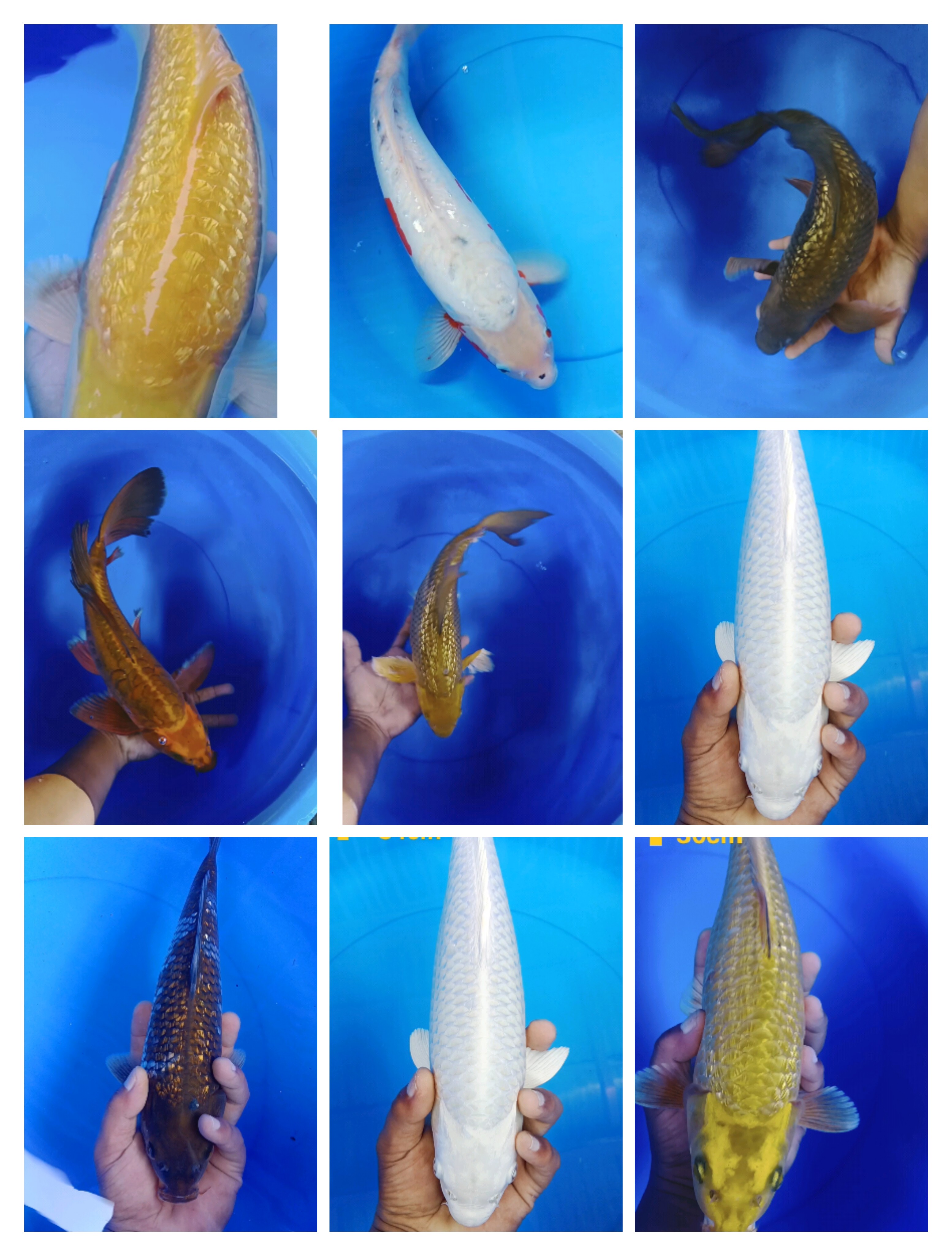 Lelang Koi Online, Jual Beli Ikan Koi, Pasar Koi Terbaik, Agen Lelang Koi, Penawaran Koi Berkualitas, Harga Jual Koi, Lelang Ikan Koi Import, Beli Koi Online, Jual Koi Murah, Koi Showroom, Penjual Koi Terpercaya, Lelang Koi Jakarta, Jual Koi Lokal, Koi Kualitas Unggul, Harga Terbaik Koi, Jual Koi Indukan, Lelang Ikan Hias Koi, Pasar Koi Indonesia, Beli Koi Berkualitas Tinggi, Koi Farm Terbesar, Jual Beli Koi Impor, Lelang Ikan Koi Kualitas Premium, Daftar Harga Koi Terbaru, Pusat Jual Beli Koi, Info Lelang Koi Hari Ini.