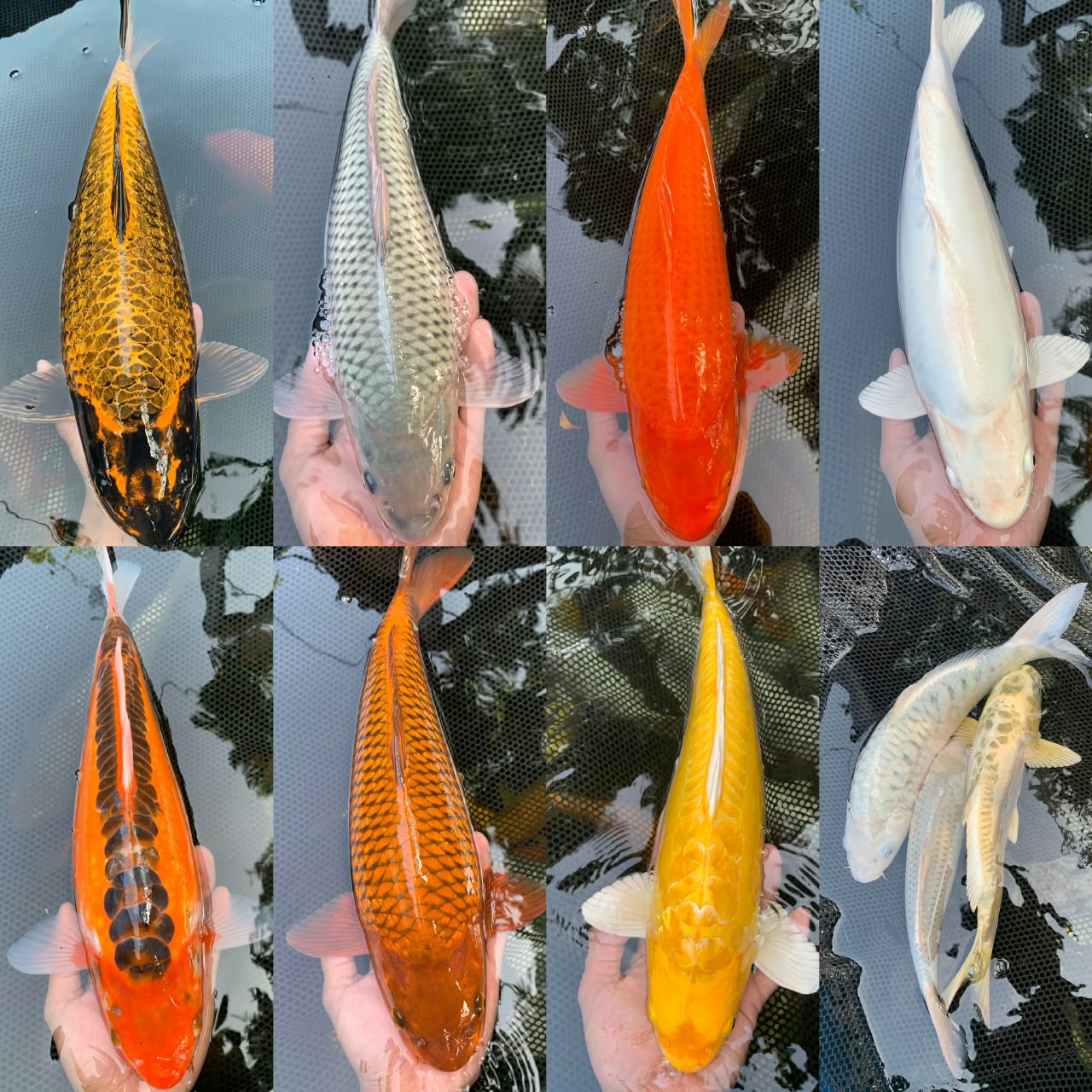 Lelang Koi Online, Jual Beli Ikan Koi, Pasar Koi Terbaik, Agen Lelang Koi, Penawaran Koi Berkualitas, Harga Jual Koi, Lelang Ikan Koi Import, Beli Koi Online, Jual Koi Murah, Koi Showroom, Penjual Koi Terpercaya, Lelang Koi Jakarta, Jual Koi Lokal, Koi Kualitas Unggul, Harga Terbaik Koi, Jual Koi Indukan, Lelang Ikan Hias Koi, Pasar Koi Indonesia, Beli Koi Berkualitas Tinggi, Koi Farm Terbesar, Jual Beli Koi Impor, Lelang Ikan Koi Kualitas Premium, Daftar Harga Koi Terbaru, Pusat Jual Beli Koi, Info Lelang Koi Hari Ini.