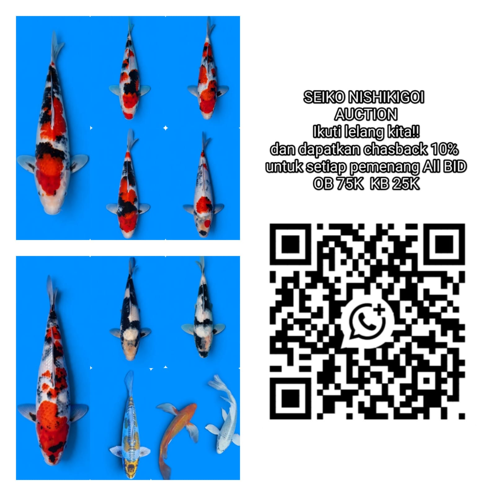 Lelang Koi Online, Jual Beli Ikan Koi, Pasar Koi Terbaik, Agen Lelang Koi, Penawaran Koi Berkualitas, Harga Jual Koi, Lelang Ikan Koi Import, Beli Koi Online, Jual Koi Murah, Koi Showroom, Penjual Koi Terpercaya, Lelang Koi Jakarta, Jual Koi Lokal, Koi Kualitas Unggul, Harga Terbaik Koi, Jual Koi Indukan, Lelang Ikan Hias Koi, Pasar Koi Indonesia, Beli Koi Berkualitas Tinggi, Koi Farm Terbesar, Jual Beli Koi Impor, Lelang Ikan Koi Kualitas Premium, Daftar Harga Koi Terbaru, Pusat Jual Beli Koi, Info Lelang Koi Hari Ini.