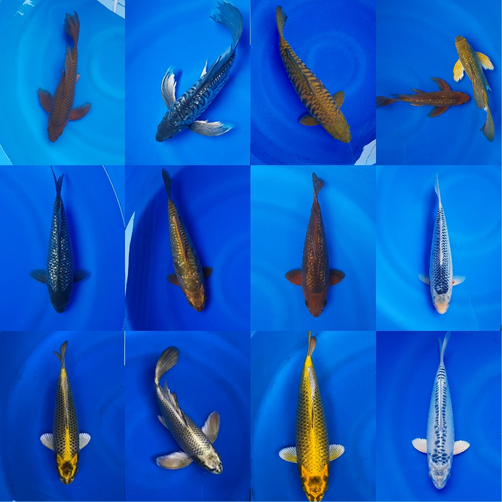 Lelang Koi Online, Jual Beli Ikan Koi, Pasar Koi Terbaik, Agen Lelang Koi, Penawaran Koi Berkualitas, Harga Jual Koi, Lelang Ikan Koi Import, Beli Koi Online, Jual Koi Murah, Koi Showroom, Penjual Koi Terpercaya, Lelang Koi Jakarta, Jual Koi Lokal, Koi Kualitas Unggul, Harga Terbaik Koi, Jual Koi Indukan, Lelang Ikan Hias Koi, Pasar Koi Indonesia, Beli Koi Berkualitas Tinggi, Koi Farm Terbesar, Jual Beli Koi Impor, Lelang Ikan Koi Kualitas Premium, Daftar Harga Koi Terbaru, Pusat Jual Beli Koi, Info Lelang Koi Hari Ini.