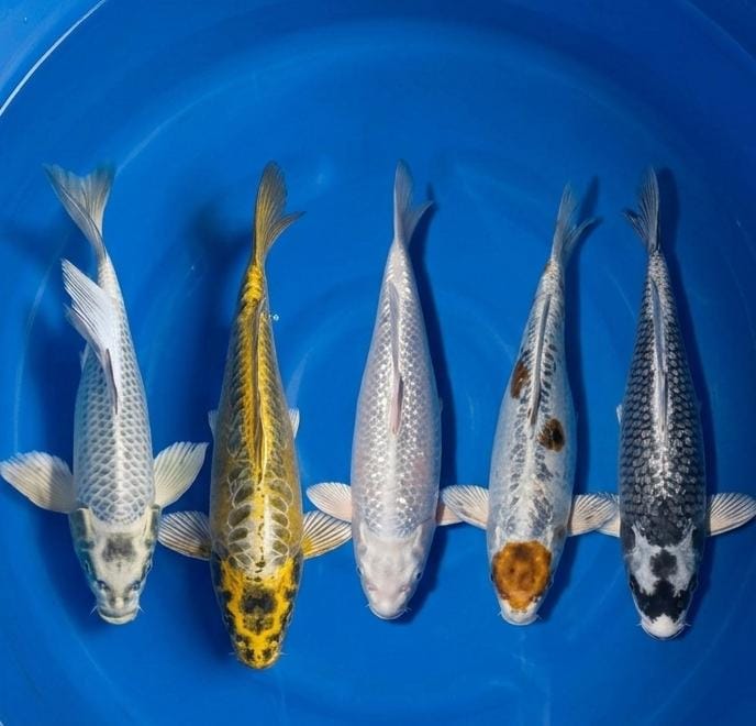 Lelang Koi Online, Jual Beli Ikan Koi, Pasar Koi Terbaik, Agen Lelang Koi, Penawaran Koi Berkualitas, Harga Jual Koi, Lelang Ikan Koi Import, Beli Koi Online, Jual Koi Murah, Koi Showroom, Penjual Koi Terpercaya, Lelang Koi Jakarta, Jual Koi Lokal, Koi Kualitas Unggul, Harga Terbaik Koi, Jual Koi Indukan, Lelang Ikan Hias Koi, Pasar Koi Indonesia, Beli Koi Berkualitas Tinggi, Koi Farm Terbesar, Jual Beli Koi Impor, Lelang Ikan Koi Kualitas Premium, Daftar Harga Koi Terbaru, Pusat Jual Beli Koi, Info Lelang Koi Hari Ini.