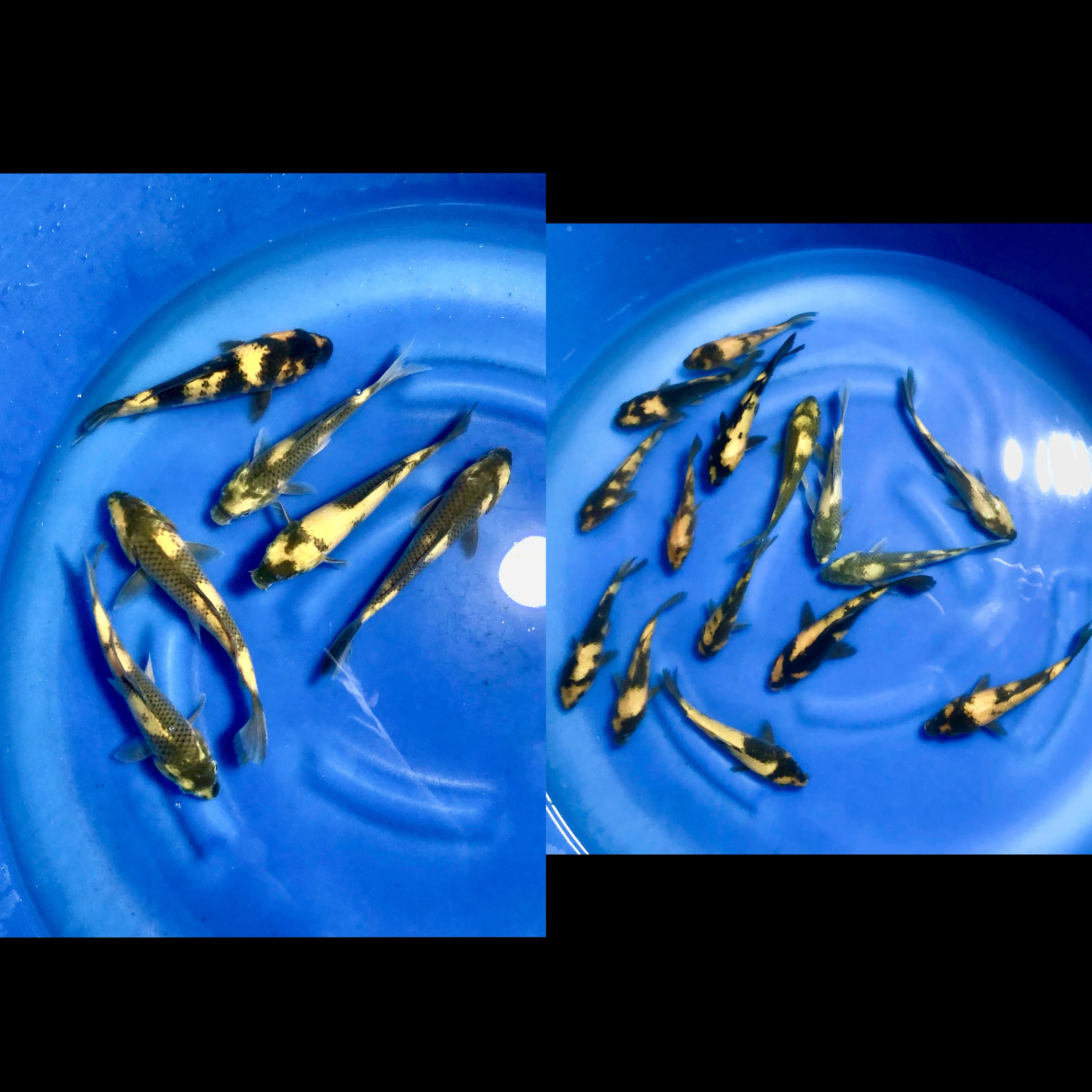 Lelang Koi Online, Jual Beli Ikan Koi, Pasar Koi Terbaik, Agen Lelang Koi, Penawaran Koi Berkualitas, Harga Jual Koi, Lelang Ikan Koi Import, Beli Koi Online, Jual Koi Murah, Koi Showroom, Penjual Koi Terpercaya, Lelang Koi Jakarta, Jual Koi Lokal, Koi Kualitas Unggul, Harga Terbaik Koi, Jual Koi Indukan, Lelang Ikan Hias Koi, Pasar Koi Indonesia, Beli Koi Berkualitas Tinggi, Koi Farm Terbesar, Jual Beli Koi Impor, Lelang Ikan Koi Kualitas Premium, Daftar Harga Koi Terbaru, Pusat Jual Beli Koi, Info Lelang Koi Hari Ini.