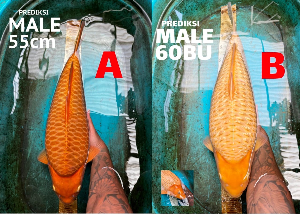 Lelang Koi Online, Jual Beli Ikan Koi, Pasar Koi Terbaik, Agen Lelang Koi, Penawaran Koi Berkualitas, Harga Jual Koi, Lelang Ikan Koi Import, Beli Koi Online, Jual Koi Murah, Koi Showroom, Penjual Koi Terpercaya, Lelang Koi Jakarta, Jual Koi Lokal, Koi Kualitas Unggul, Harga Terbaik Koi, Jual Koi Indukan, Lelang Ikan Hias Koi, Pasar Koi Indonesia, Beli Koi Berkualitas Tinggi, Koi Farm Terbesar, Jual Beli Koi Impor, Lelang Ikan Koi Kualitas Premium, Daftar Harga Koi Terbaru, Pusat Jual Beli Koi, Info Lelang Koi Hari Ini.