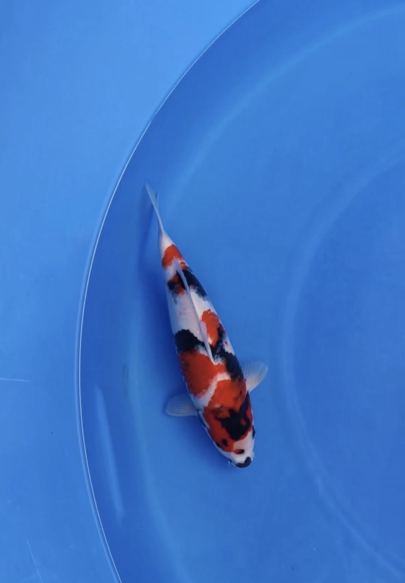 Lelang Koi Online, Jual Beli Ikan Koi, Pasar Koi Terbaik, Agen Lelang Koi, Penawaran Koi Berkualitas, Harga Jual Koi, Lelang Ikan Koi Import, Beli Koi Online, Jual Koi Murah, Koi Showroom, Penjual Koi Terpercaya, Lelang Koi Jakarta, Jual Koi Lokal, Koi Kualitas Unggul, Harga Terbaik Koi, Jual Koi Indukan, Lelang Ikan Hias Koi, Pasar Koi Indonesia, Beli Koi Berkualitas Tinggi, Koi Farm Terbesar, Jual Beli Koi Impor, Lelang Ikan Koi Kualitas Premium, Daftar Harga Koi Terbaru, Pusat Jual Beli Koi, Info Lelang Koi Hari Ini.