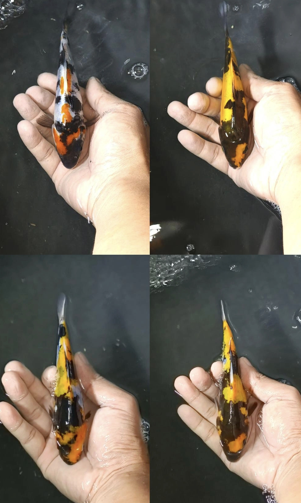 Lelang Koi Online, Jual Beli Ikan Koi, Pasar Koi Terbaik, Agen Lelang Koi, Penawaran Koi Berkualitas, Harga Jual Koi, Lelang Ikan Koi Import, Beli Koi Online, Jual Koi Murah, Koi Showroom, Penjual Koi Terpercaya, Lelang Koi Jakarta, Jual Koi Lokal, Koi Kualitas Unggul, Harga Terbaik Koi, Jual Koi Indukan, Lelang Ikan Hias Koi, Pasar Koi Indonesia, Beli Koi Berkualitas Tinggi, Koi Farm Terbesar, Jual Beli Koi Impor, Lelang Ikan Koi Kualitas Premium, Daftar Harga Koi Terbaru, Pusat Jual Beli Koi, Info Lelang Koi Hari Ini.